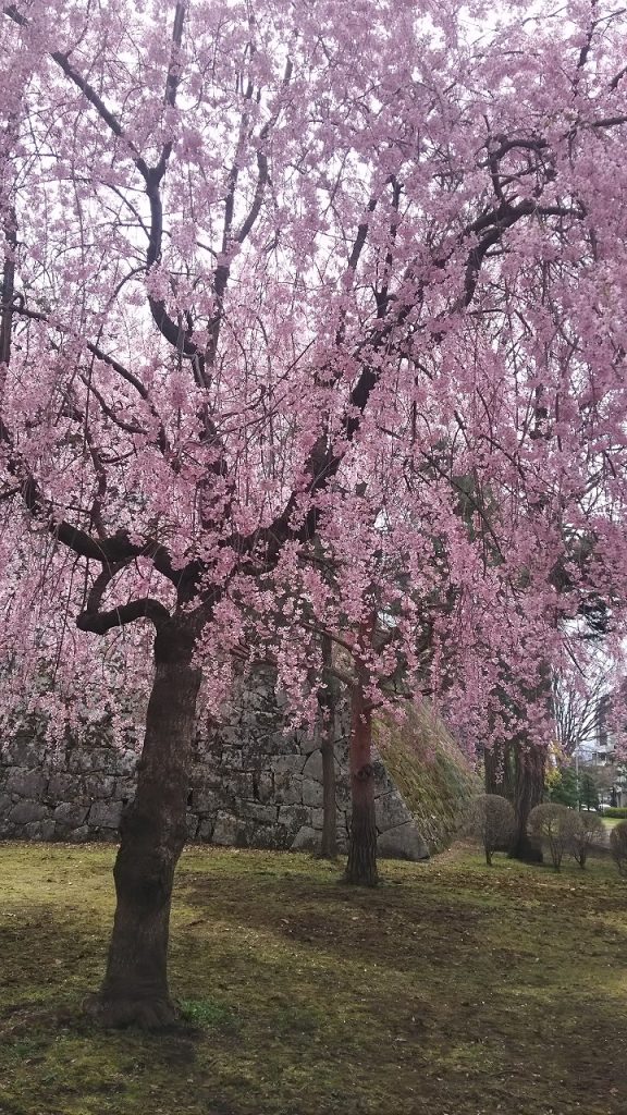 Weeping cherry tree in Morioka Castle Ruins Park (Iwate Park)