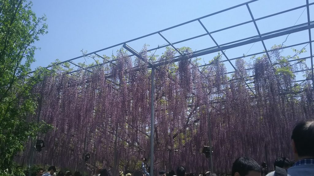 Ashikaga Flower Park wisteria shelf 01