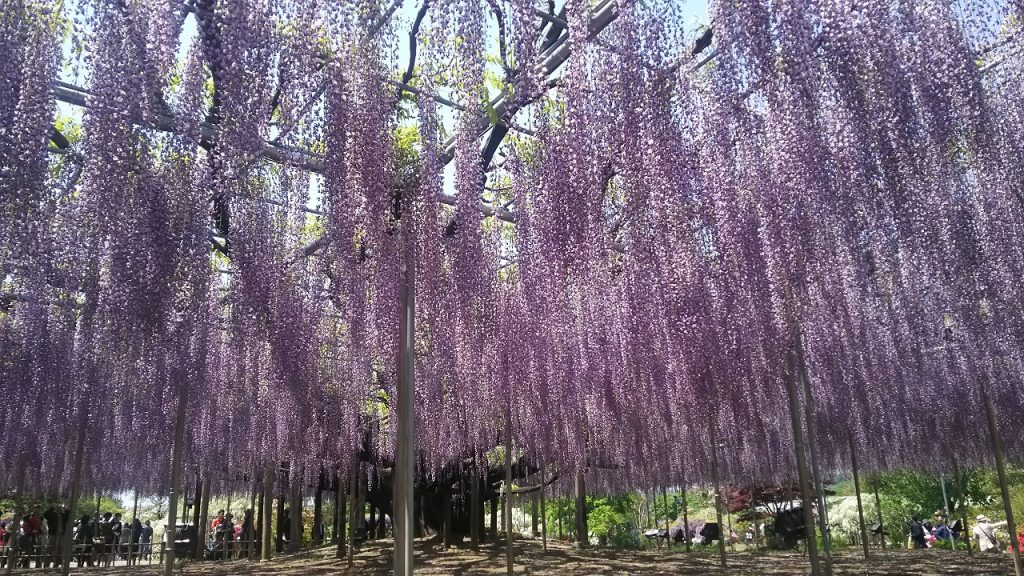 Ashikaga Flower Park wisteria shelf 02