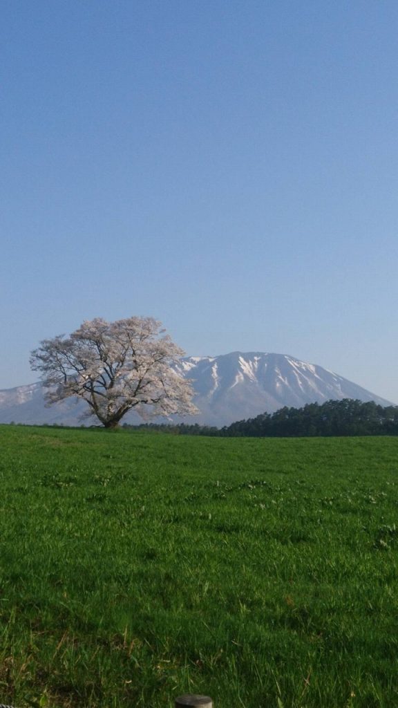 Ippon Zakura One cherry tree at Koiwai farm