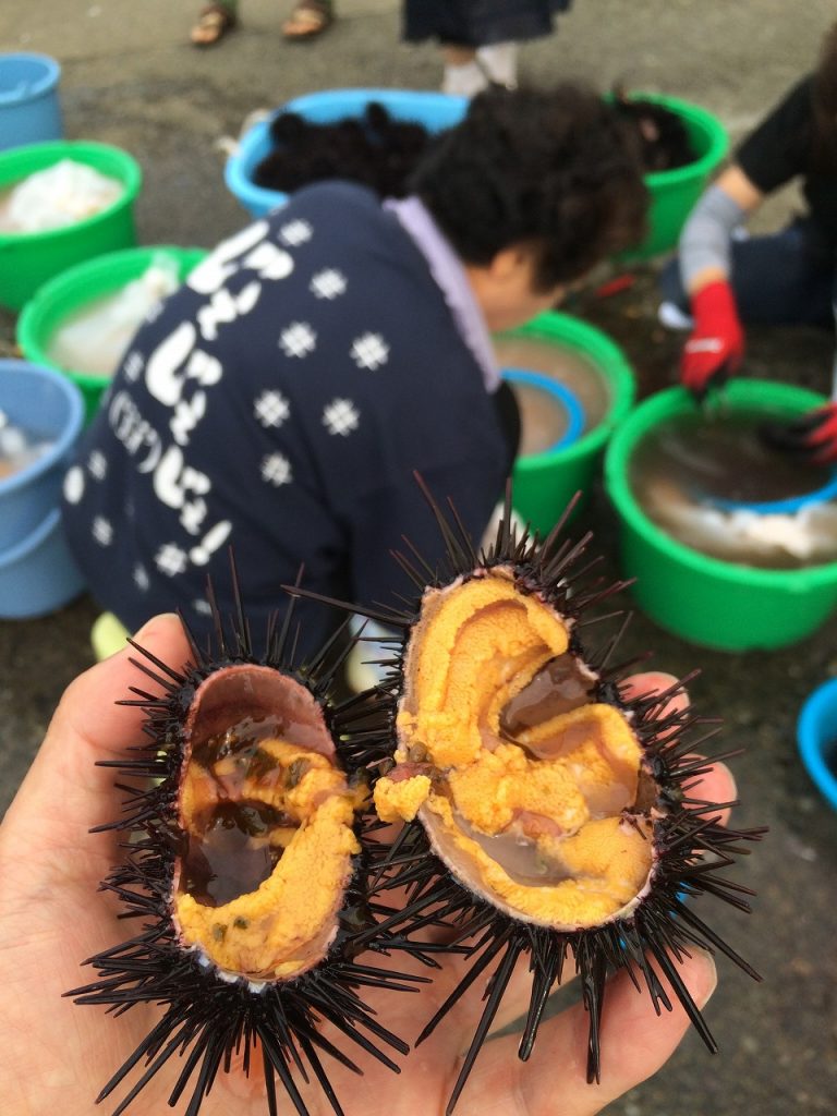 Northern limit sea maiden and sea urchin in Kuji