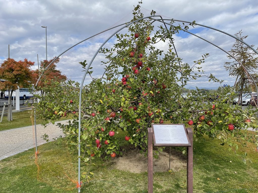 Yuming Tree at Hanamaki Airport