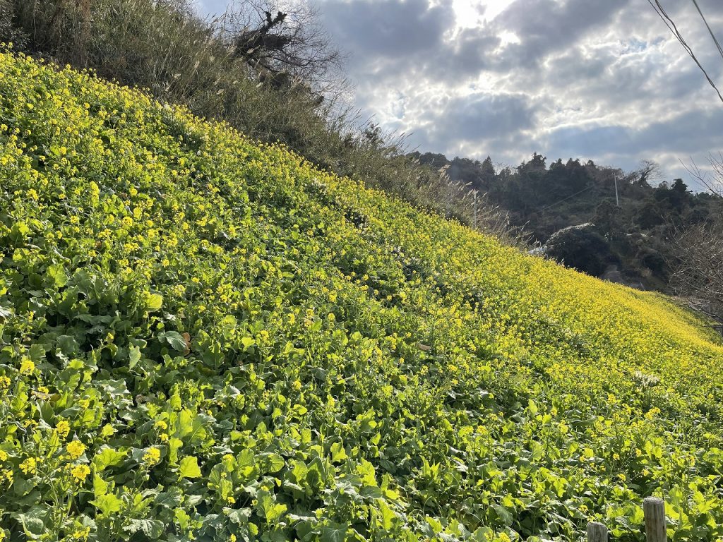 Urusumi Canola Field (Futami Iyo)