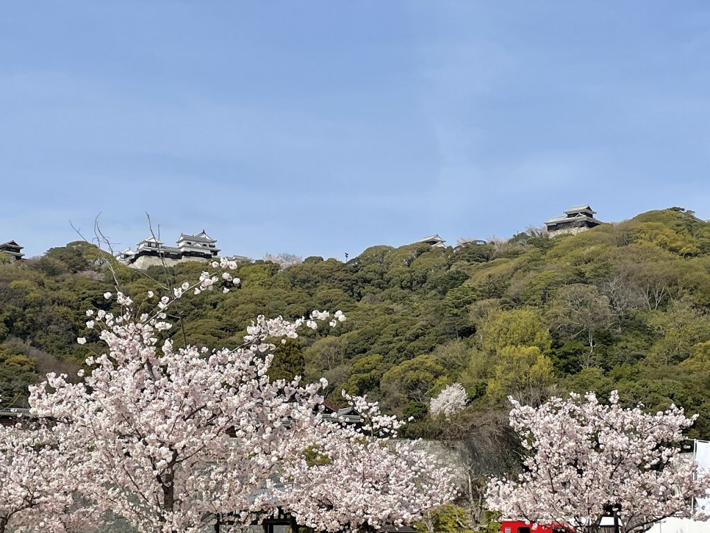 Sakura of Matsuyama Castle