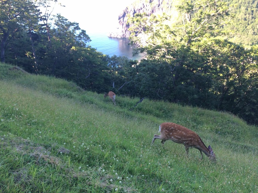 Ezo deer inhabiting the Shiretoko Peninsula near the Shiretoko Five Lakes