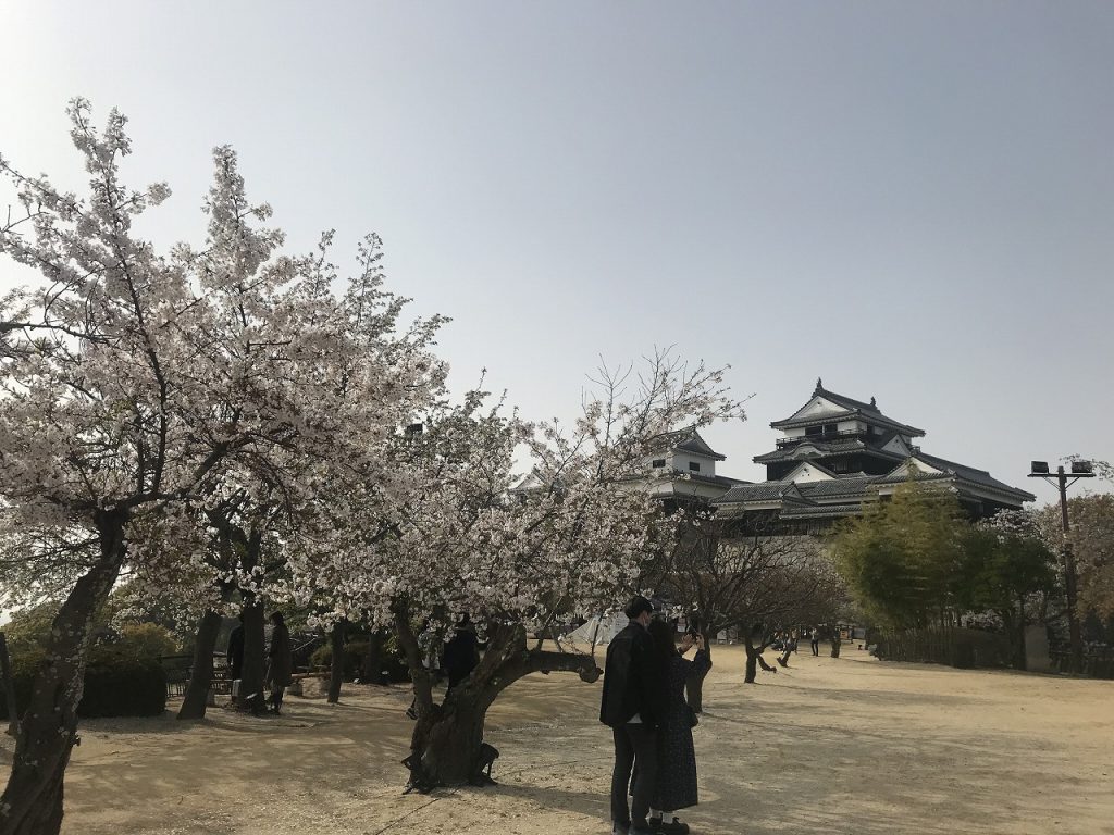 Sakura of Matsuyama Castle 03