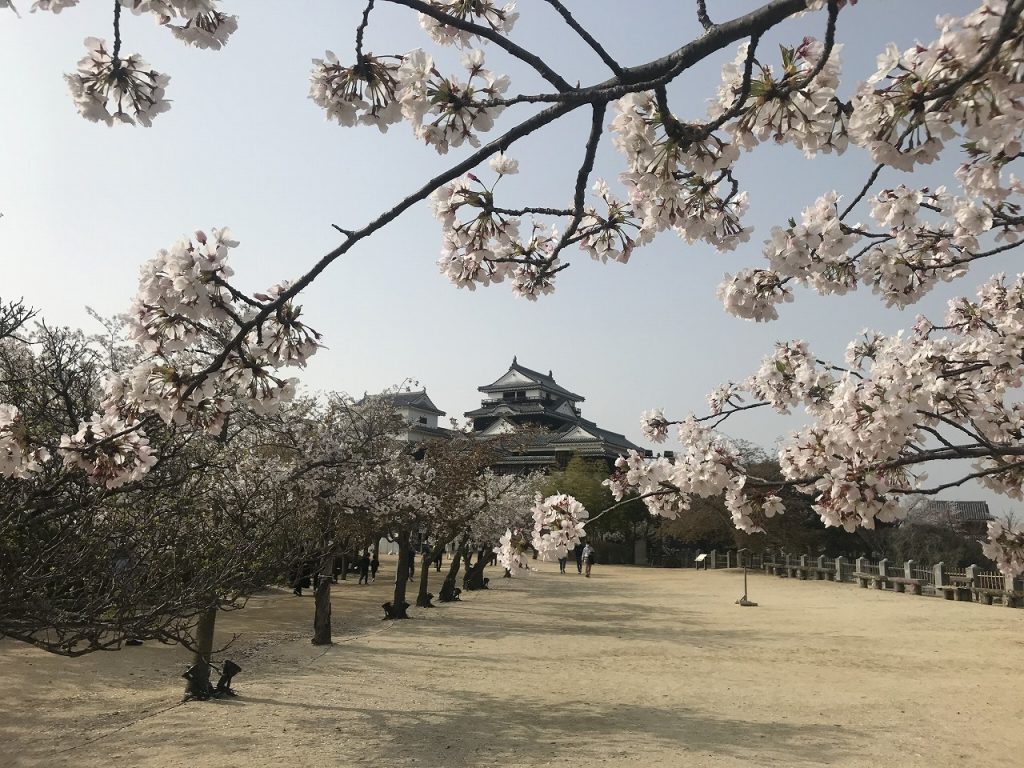 Sakura of Matsuyama Castle 04