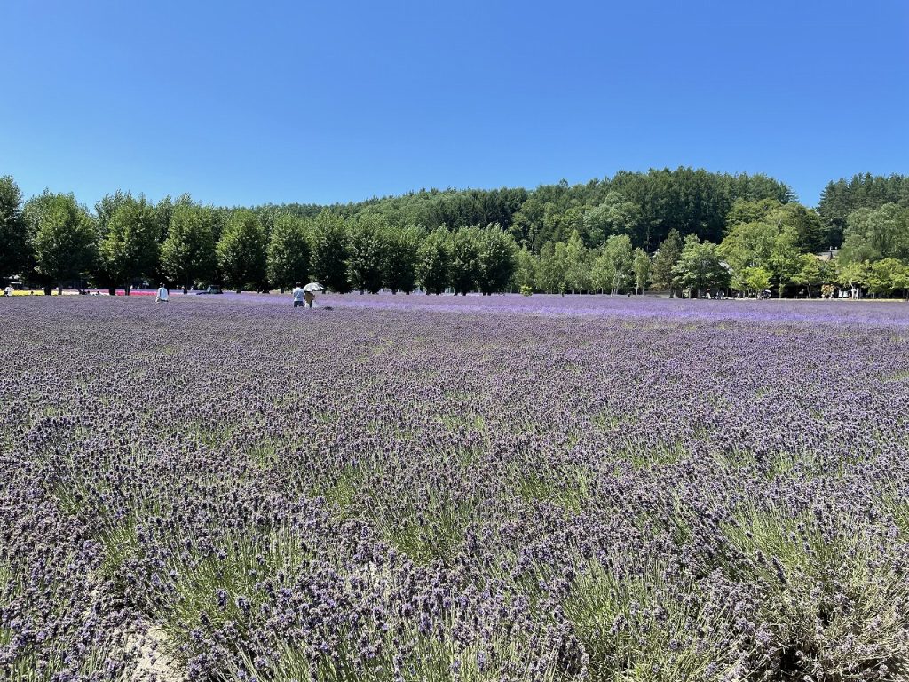 Lavender field in Kamifurano 01