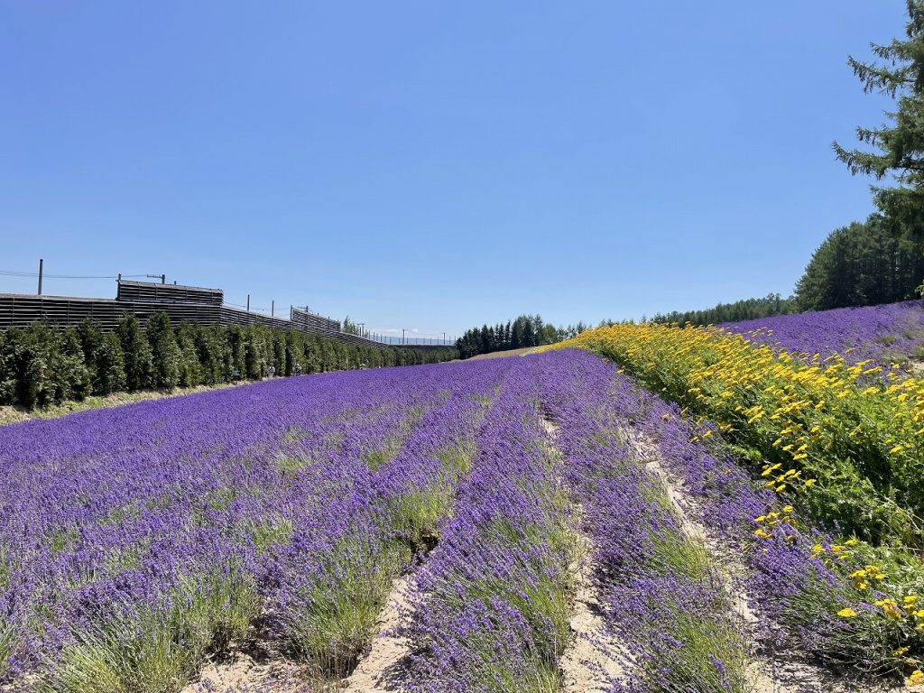 Lavender field in Kamifurano 02