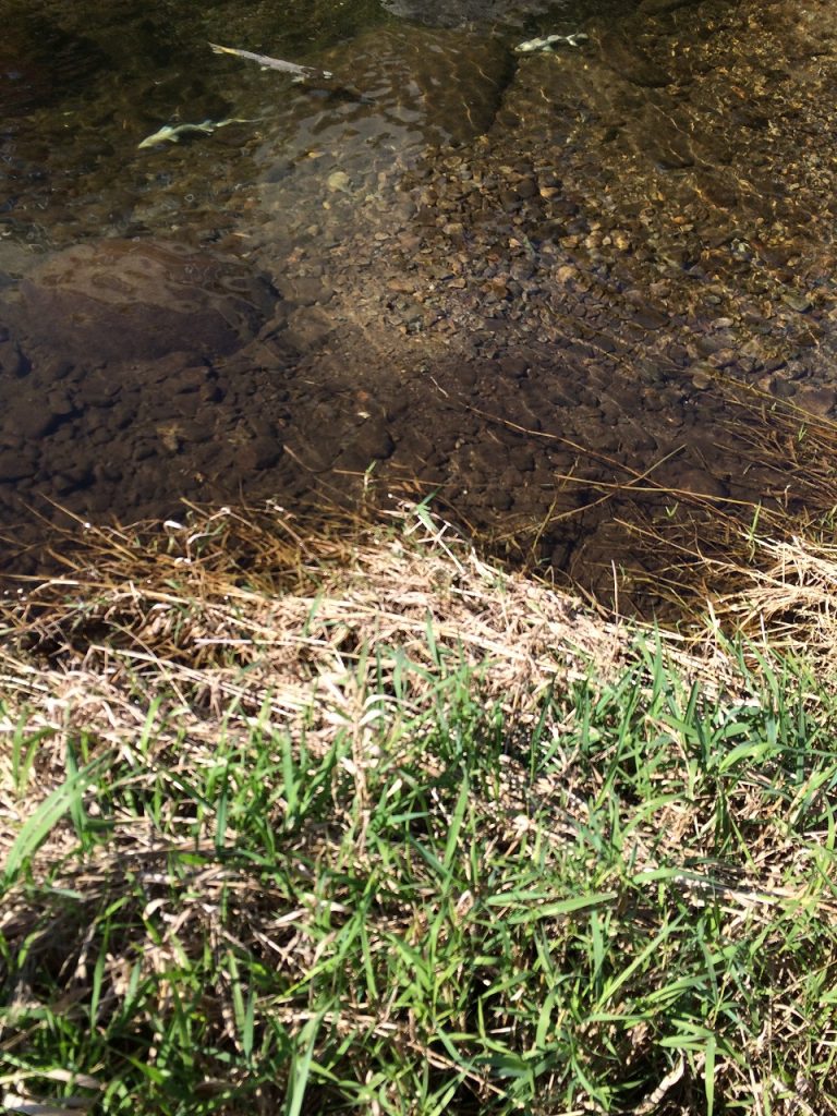 Salmon spawning 200 kilometers up the river from the Pacific Ocean