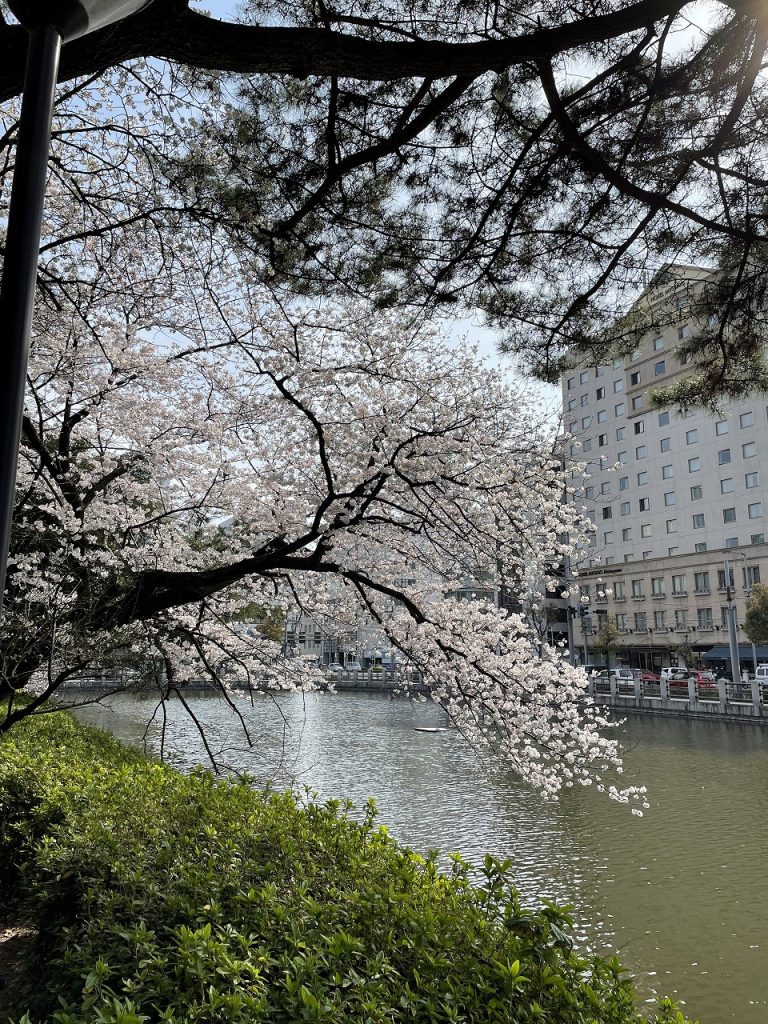 Sakura of Matsuyama Castle 02