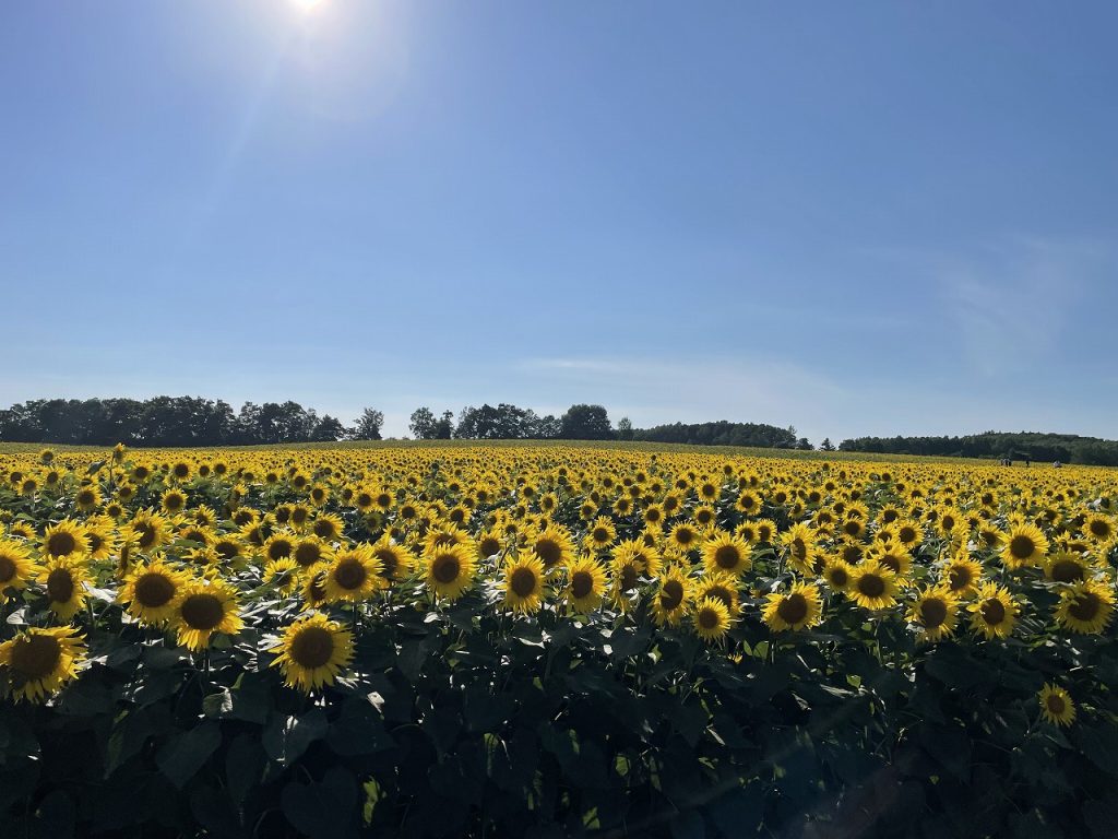 Hokuryu Town Sunflower 01