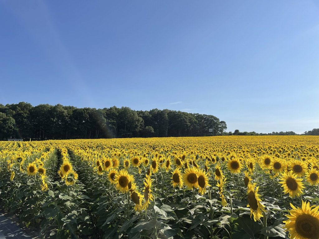 Hokuryu Town Sunflower 02